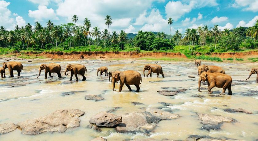Sri Lanka Pinnawala Orphanage